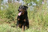 BEAUCERON 468